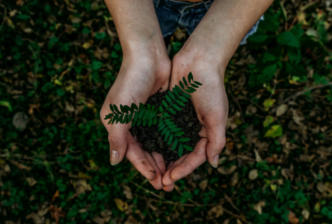 Image: A small plant growing in cupped hands, background of leaves