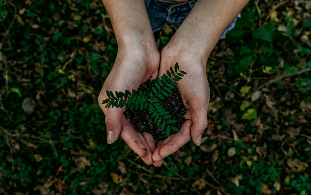 Image: A small plant growing in cupped hands, background of leaves